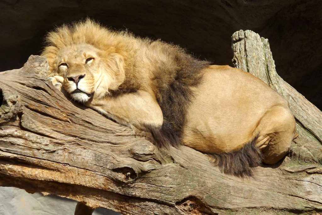 L&ouml;we aus dem Hamburger Tierpark sonnt sich auf einem Baumstamm