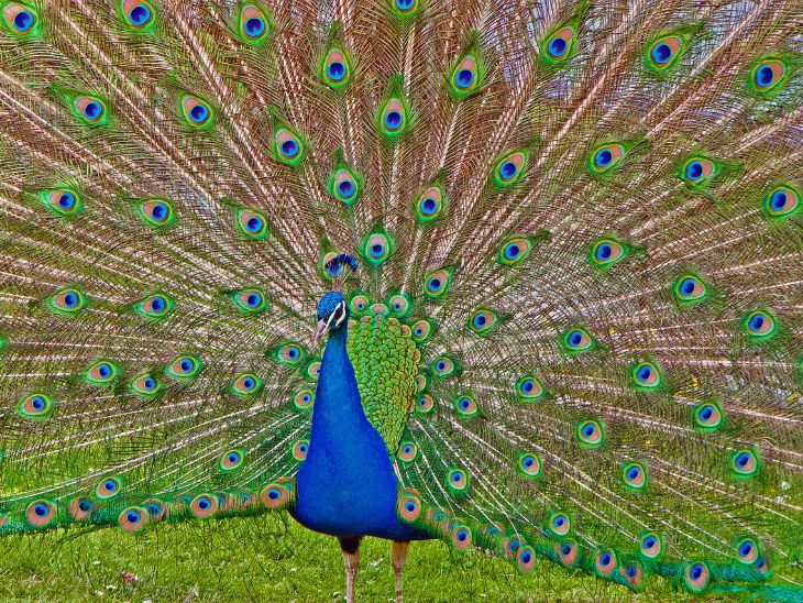 Sehenswürdigkeiten Baden-Württemberg Sehenswürdigkeiten Baden-Württemberg: Bleibt bei Kindern und Erwachsenen Wilhelma