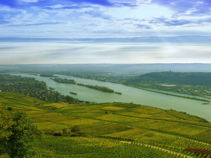 Weinberge am Rheinufer