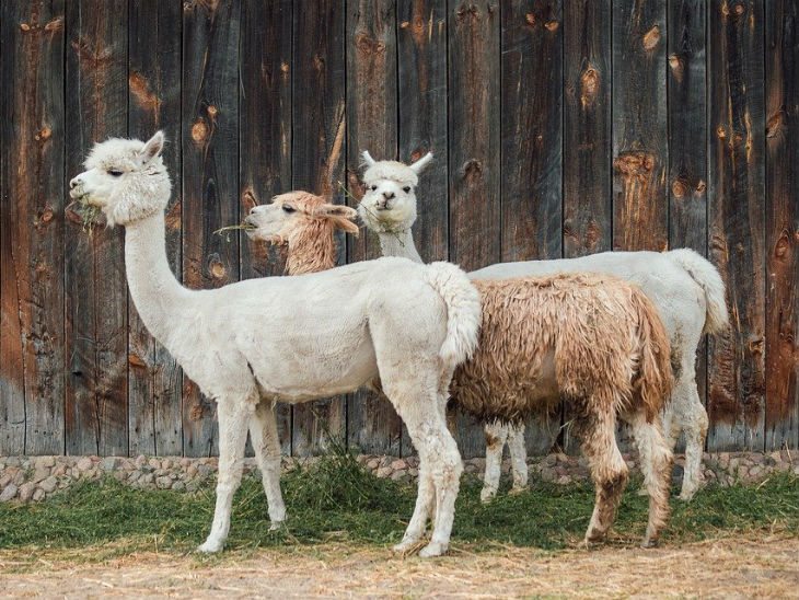 Alpakawanderung für alle