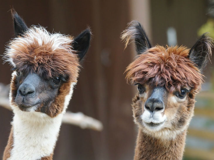 Alpakawanderung Gesicht