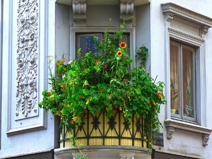 Balkon gestalten Sonnenblumen
