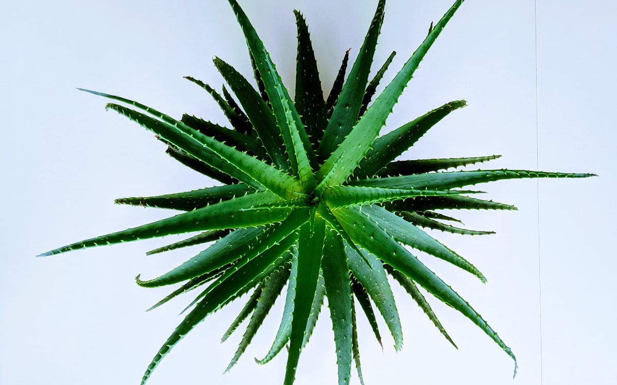 Aloe Vera