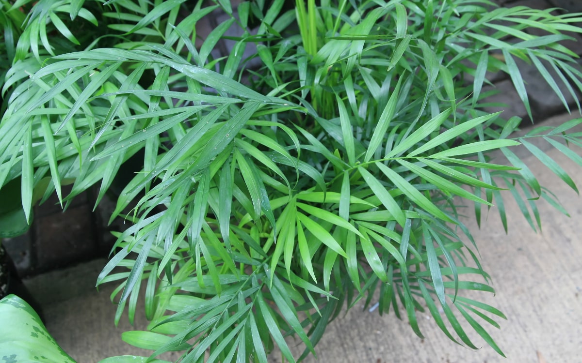 Mexikanische Bergpalme