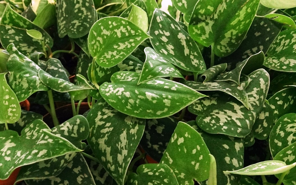 Pflanzen im Schlafzimmer Efeutute