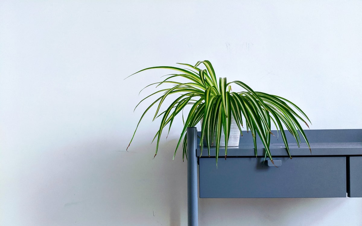 Pflanzen im Schlafzimmer Grünlilie