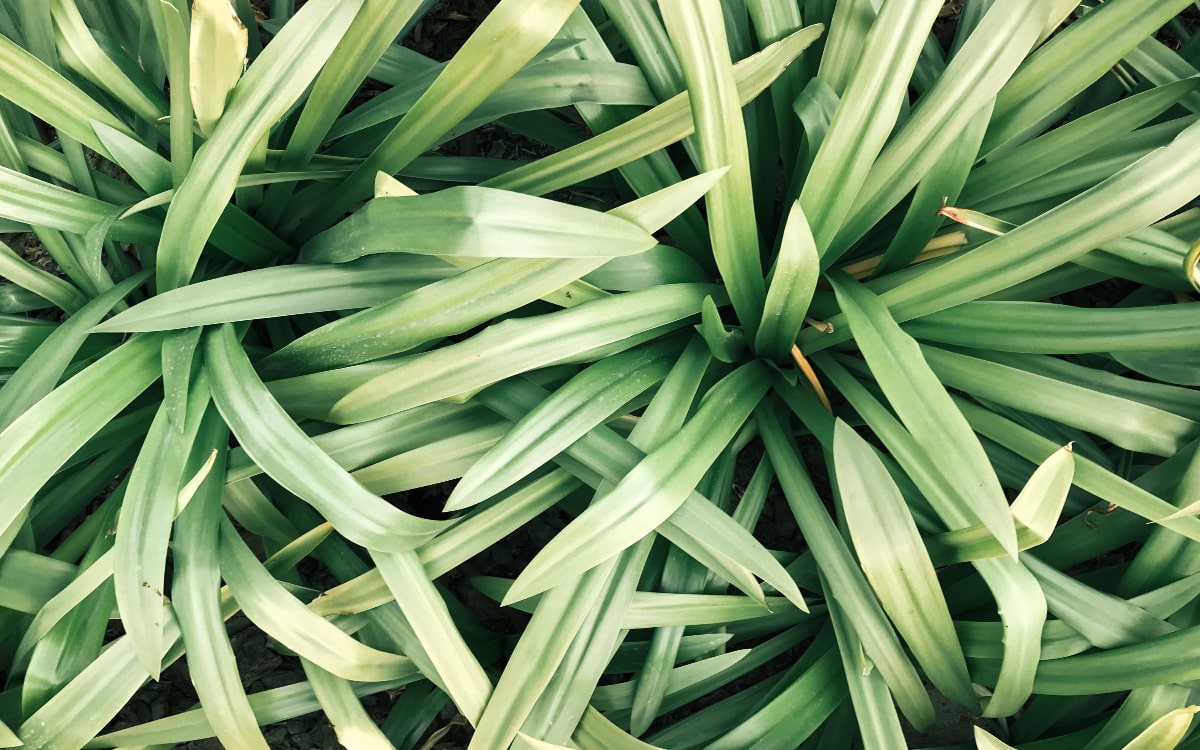 Pflanzen im Schlafzimmer Zitronengras