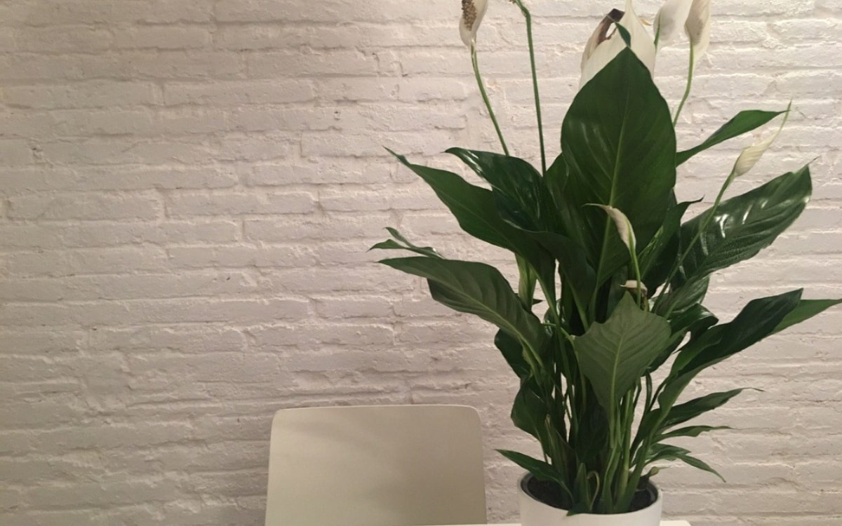 Pflanzen im Schlafzimmer Einblatt