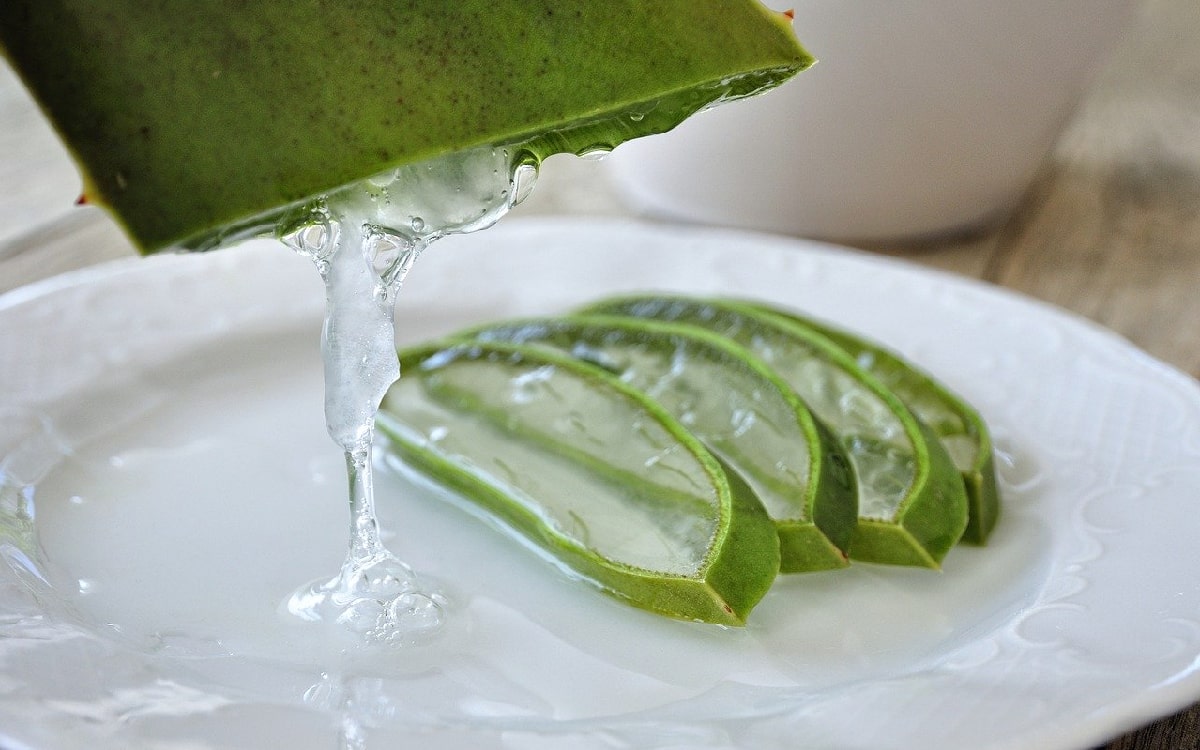 Powerpflanze Aloe Vera