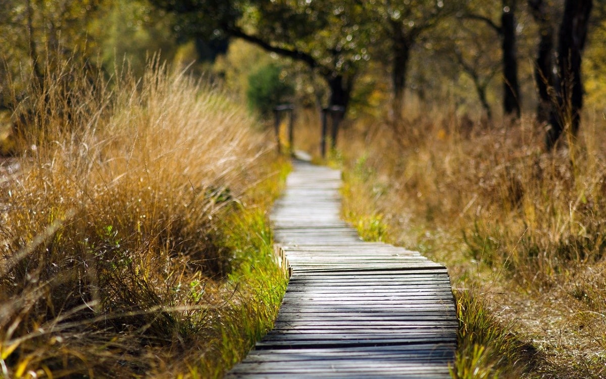 Nationalparks in Deutschland: Steg f&uuml;hrt &uuml;ber Moor