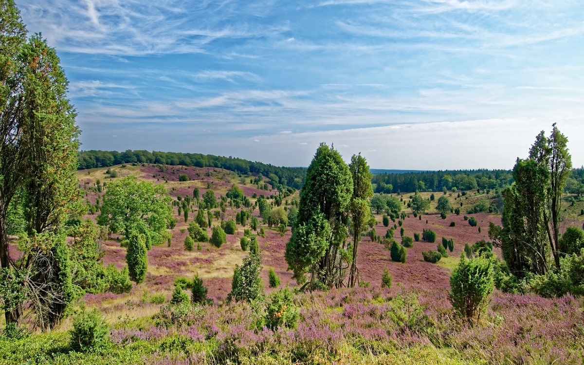 Nationalpark L&uuml;neburger Heide