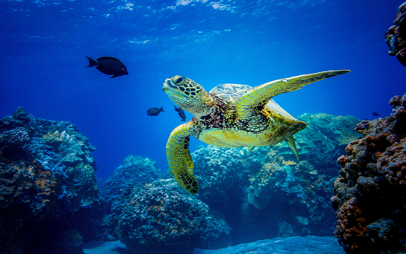 Kretas Unterwasserwelt